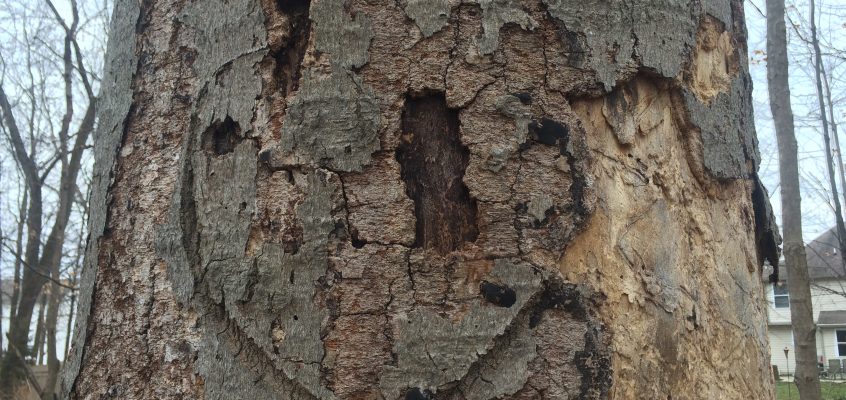 Lovers’ Tree
